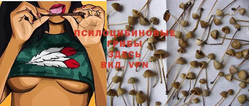 где купить   Коммунар  Галлюциногенные грибы Psilocybine cubensis 